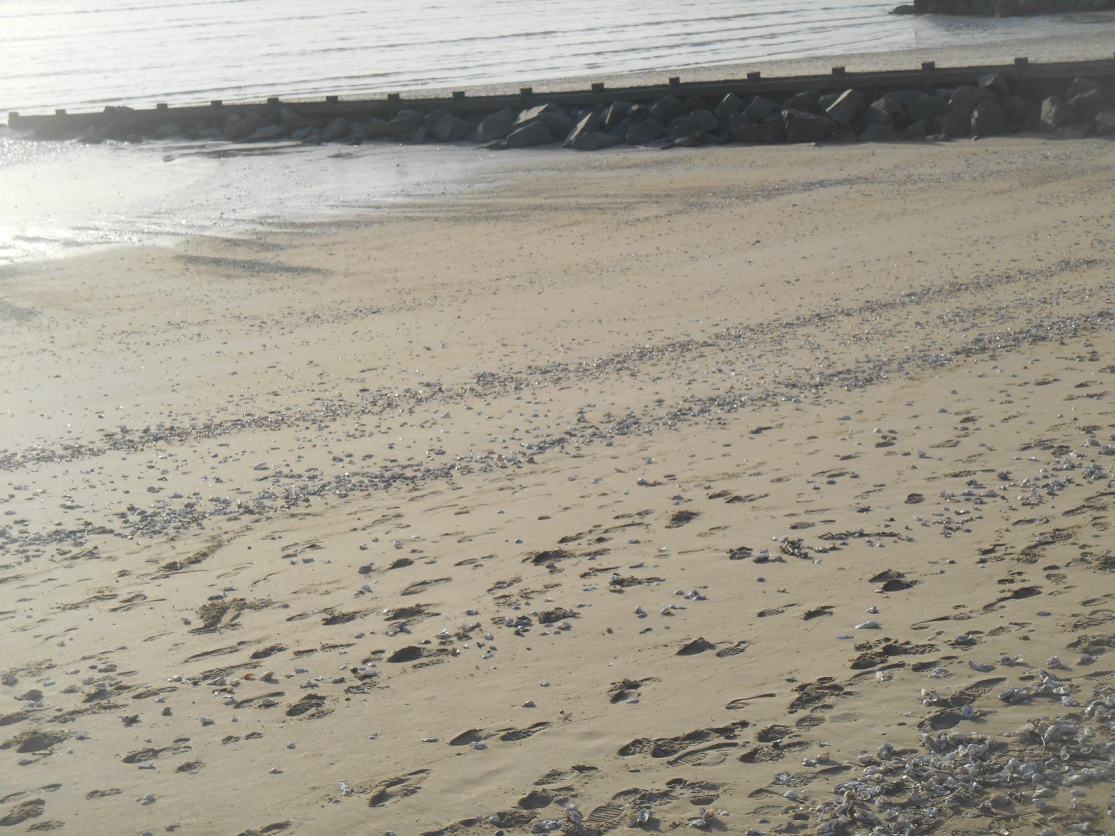 Encore la plage avec un chemin de coquillages ( Les Moutiers en Retz )