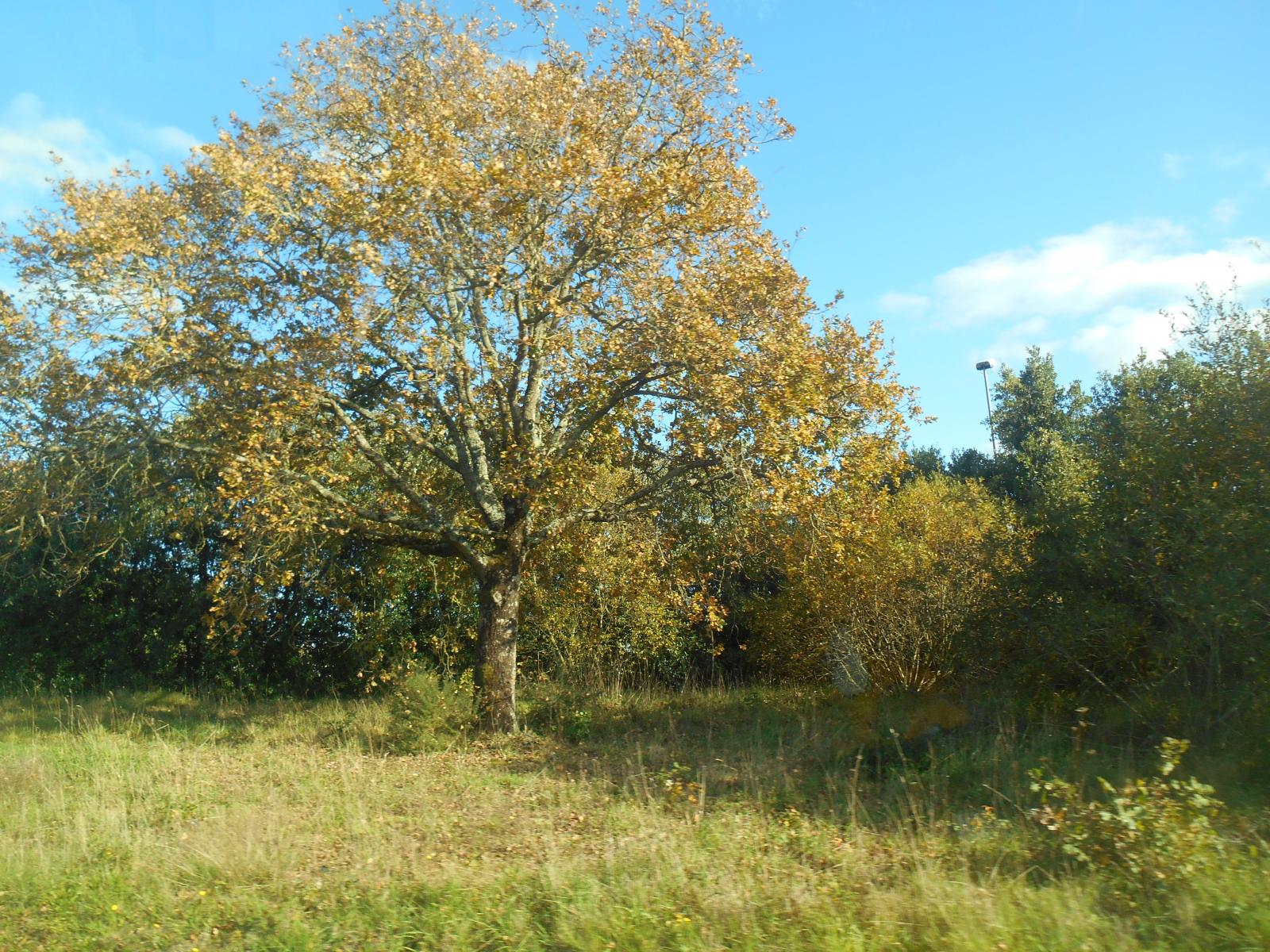 Un bel arbre ( Les Moutiers en Retz )